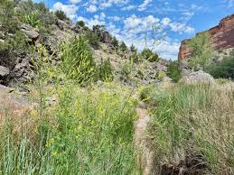 Image result for Allophylus tanzaniensis