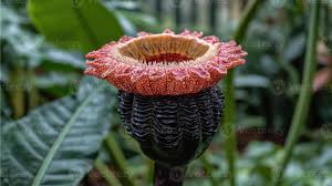 Image result for Hydnora
