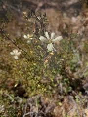 Image result for Isoglossa multinervis