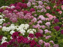 We did not find results for: Dianthus Growing Dianthus Flowers In The Garden Hgtv