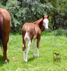 Image result for tbn:tVj6rqcH-AQR9M::www.pregonagropecuario.com.ar/images/caballo_overo.jpg