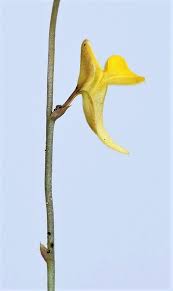 Image result for Utricularia scandens