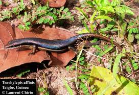 Image result for Stipularia africana