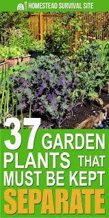 37 Garden Plants That Must Be Kept Separate Plants Garden Plants Home Vegetable Garden