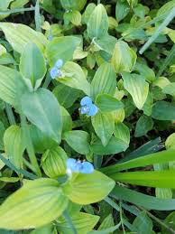 Image result for Commelina nyasensis