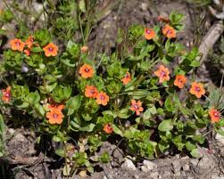 Image result for Myrsinaceae