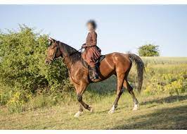 Este foarte receptivşi este un companion bun pentru casa. Blog Cai De Vanzare Equitana