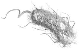 Coli) is a bacteria that normally lives in the intestines of both healthy people and animals. E Coli Stock Photos And Images 123rf