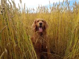 In new england there are many reputable breeders to choose from. Field Of Gold Goldenretriever Golden Retriever Golden Retriever Mix Dogs Golden Retriever