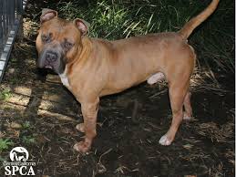 Are you looking for a guard dog that can be a great pet for you as well? Teddy Is A 3 Year Old Male Tan Black Pit Bull Mastiff Mix Central California Spca Fresno Ca