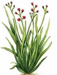 Rejuvelate Healing With Aromatherapy Massage And Energy Work Palmarosa Essential Oil Palmarosa Essential Oils Aromatherapy