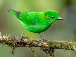 Image result for Geigeria schinzii