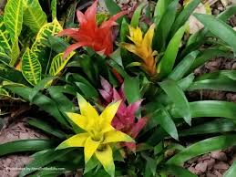 Check spelling or type a new query. How To Grow And Care For Bromeliads