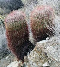 Please get back to us with an update on the issue, we will be happy to. Cactus Cactaceae In Depth