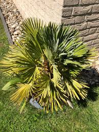 Kompakte Palmenart Auch Fur Den Balkon In 2020 Palmenarten Palmen Mediterraner Garten