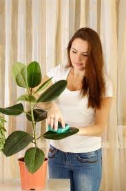When your plants are too much dirty and they are unable to get cleaned with the help of a damp cloth then you need another simple method. Houseplant Care And Grooming Tips