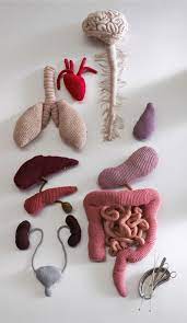 We did not find results for: Body Box Internal Organs Knit By Caroline Gates Crafts Crochet Projects Crochet Patterns