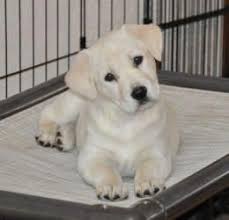 7 lab mixes, peter pan trio, zeena, zola, & fontina. Lucas Is An Adoptable Yellow Labrador Retriever Dog In Egg Harbor Nj Sweet Yellow Lab Puppy Was Rescue Labrador Retriever Labrador Dog Labrador Retriever Mix