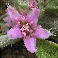 Image result for Galenia