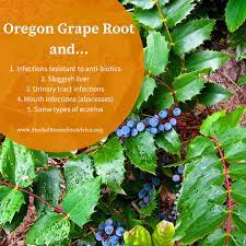 The berries from grape holly are edible and are actually quite tart. Oregon Grape Herb