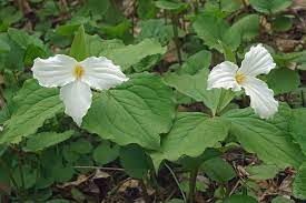 So a perennial in zone 7 could be the same as a perennial in zone 4; 10 Beautiful White Flowering Perennials Garden Lovers Club