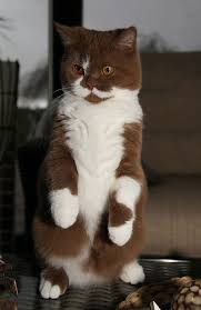 Cybergata Cats Memes New Mexico Och Budde Von Petra Arians Cats Crazy Cats Kittens Cutest