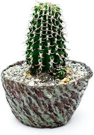 Image result for Euphorbia lissosperma