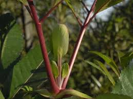 Image result for Cunonia capensis