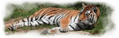 Image result for Homalium abdessammadii