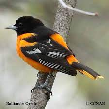 It is the fourteenth episode of the series overall. Baltimore Oriole Icterus Galbula North American Birds Birds Of North America