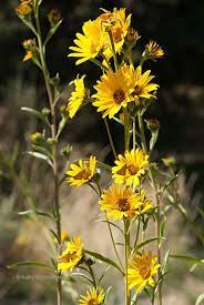 This Flower Smells Like Chocolate Like Chocolate Flowers Wild Flowers