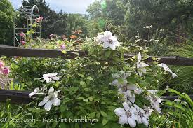 Maybe you would like to learn more about one of these? Clematis John Paul Ii Red Dirt Ramblings