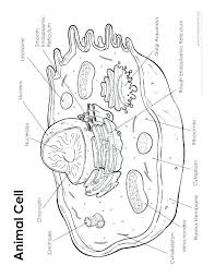 From making a homemade lava lamp to building a volcano to demonstrating density with an egg, we have teaching fourth grade science covered. Generalized Plant Cell Animal Coloring Worksheet Gsagency Co