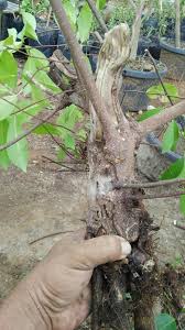 Tips Trick Mengolah Bakalan Alam Untuk Bonsai