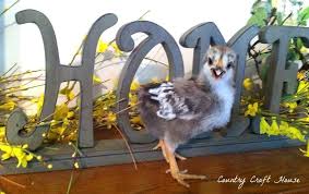 Paisley An Olive Egger Cross Between Black Copper Marans Easter Egger Easter Eggers Black Copper Marans Olive Egger