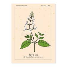 Image result for Orthosiphon schimperi