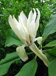 Wild Magnolia Plants Magnolia Trees Lakeside Garden