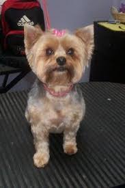 Pin On Yorkies