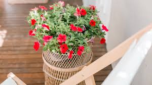 Check spelling or type a new query. 8 Best Flowering Container Garden Plants For Sunny Areas
