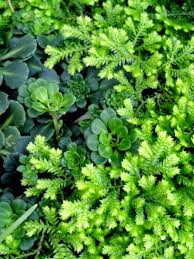 Image result for Selaginella kraussiana