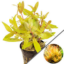 Image result for Nesaea