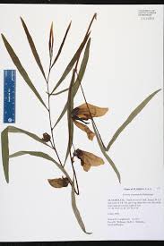 Image result for Antizoma angustifolia