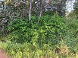 Image result for Siphonochilus longitubus