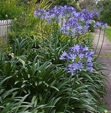 Image result for Agapanthus praecox