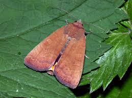 Image result for Noctua interjecta