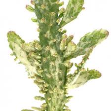 Image result for Opuntia monacantha
