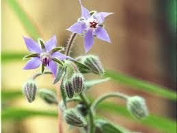 Leaves and flowers peace tea. Herbal Teas From Garden To Teacup Finegardening