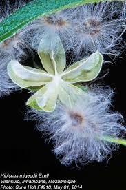 Image result for Hibiscus migeodii