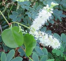 Image result for Volusia resupinata