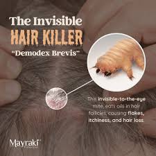 Image result for Demodex brevis